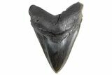 Giant Fossil Megalodon Tooth - Massive River Meg #258772-1